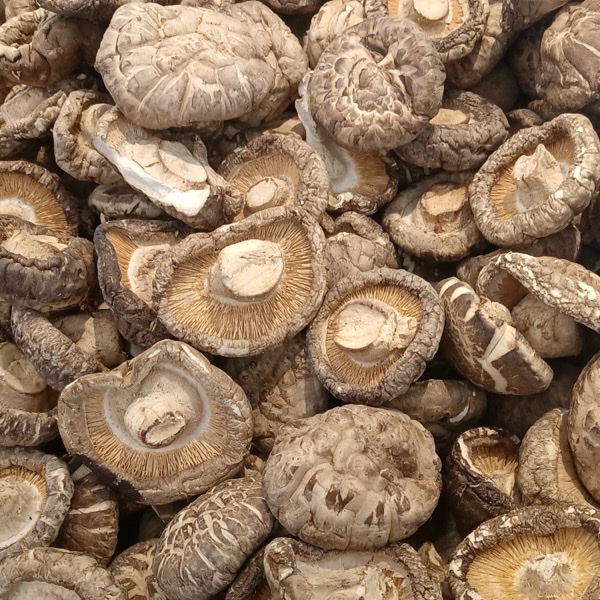 Mushroom Powder