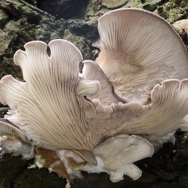 Oyster Mushrooms — 10 kg Crate