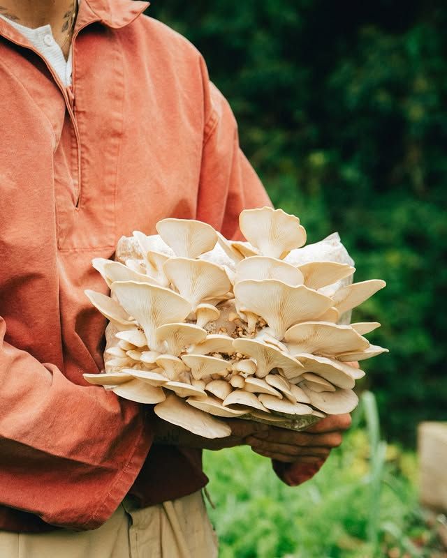 A grower carrying a freshly cut cluster of oyster mushrooms
