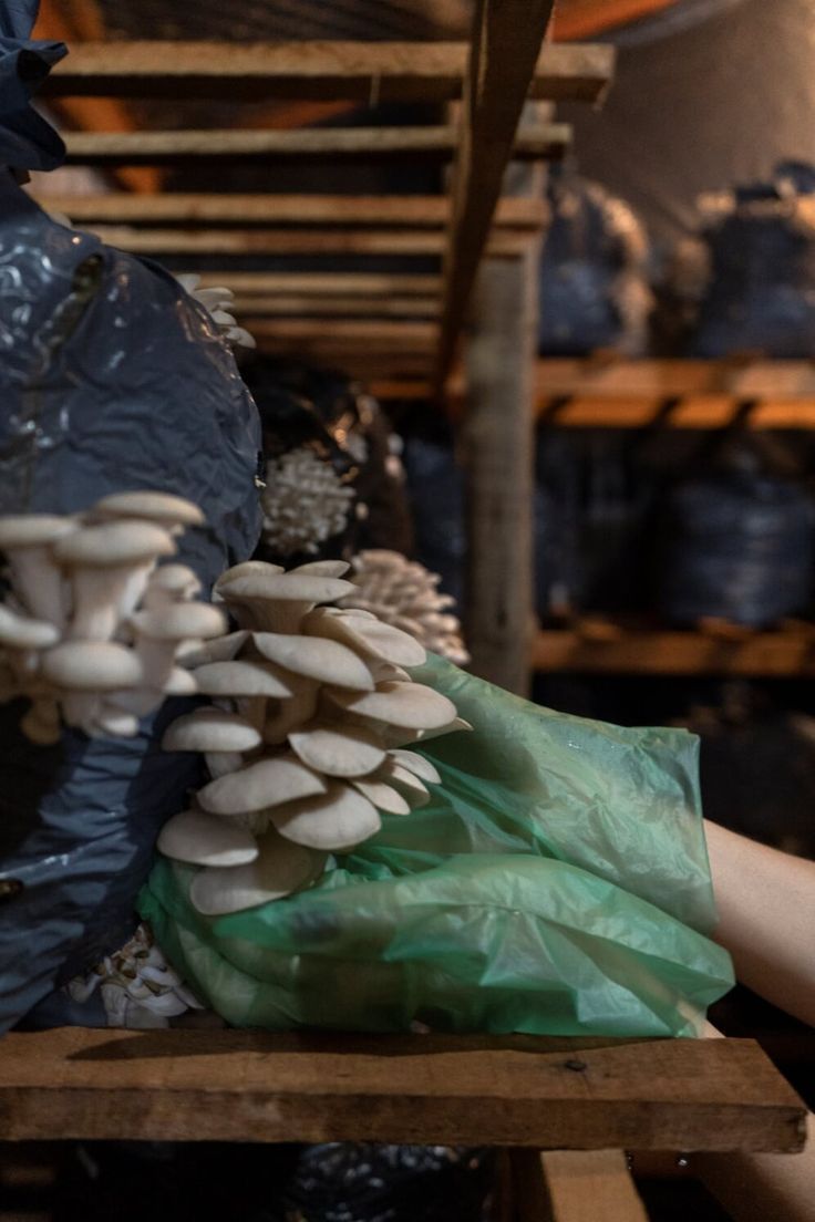 Oyster mushrooms fruiting from substrate bags on a grow-room rack