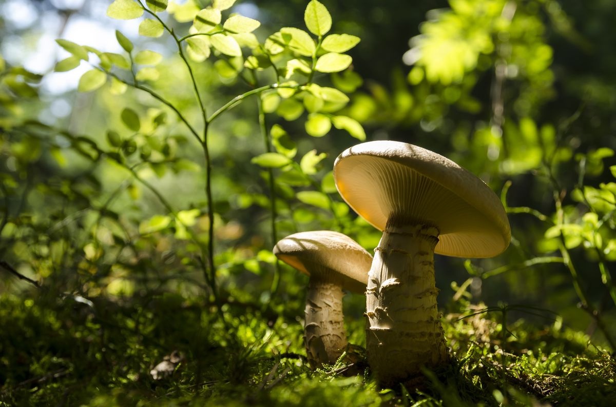 Wild mushrooms growing on a mossy forest floor, backlit by morning sun