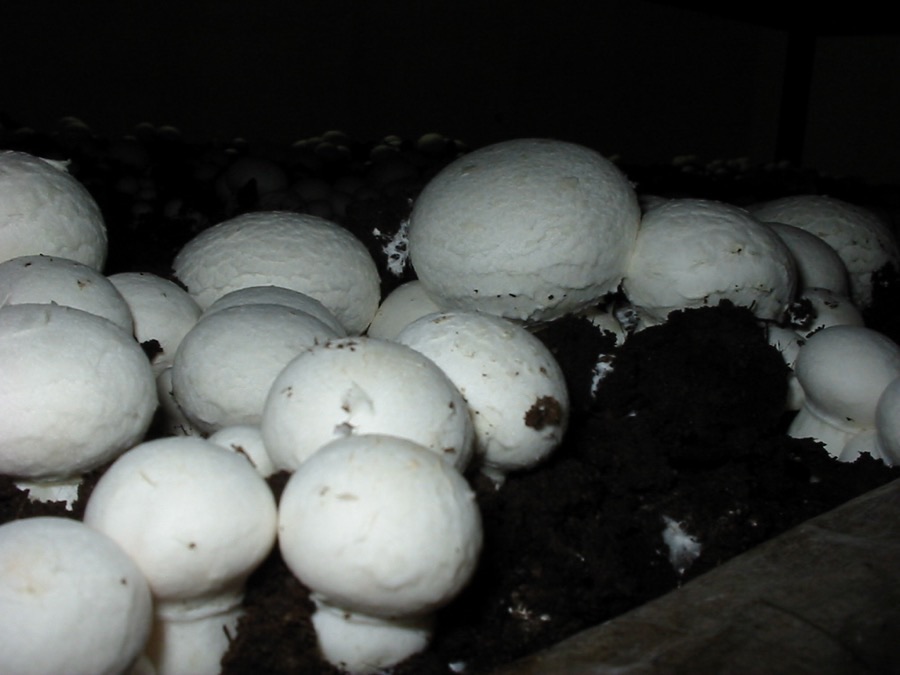 Baby Button Punnet