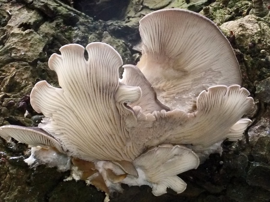 Fresh Oyster Mushrooms