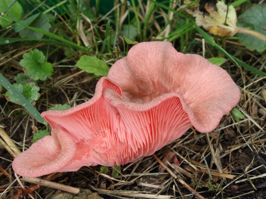 Pink Oyster Mushrooms