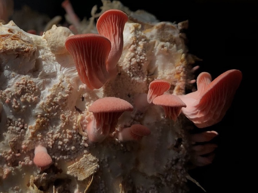 Pink Oyster — Negombo Cut