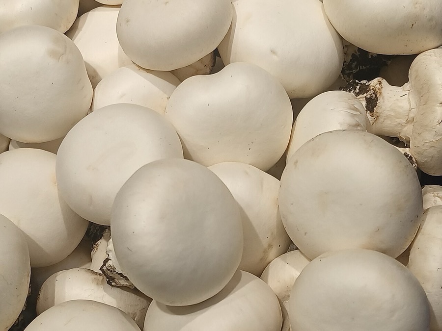 White Button Mushrooms