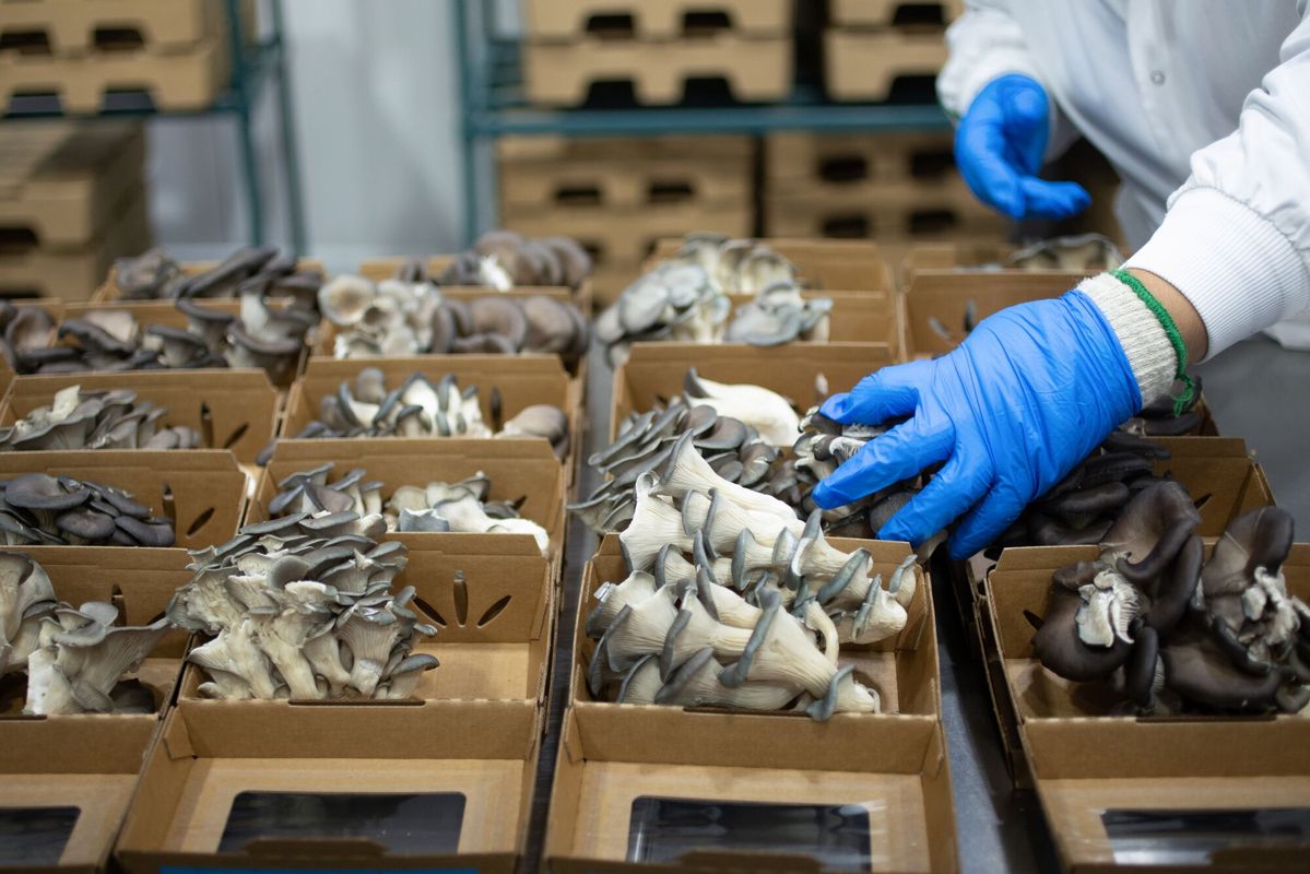 A worker in gloves grading freshly cut oyster mushrooms into punnets
