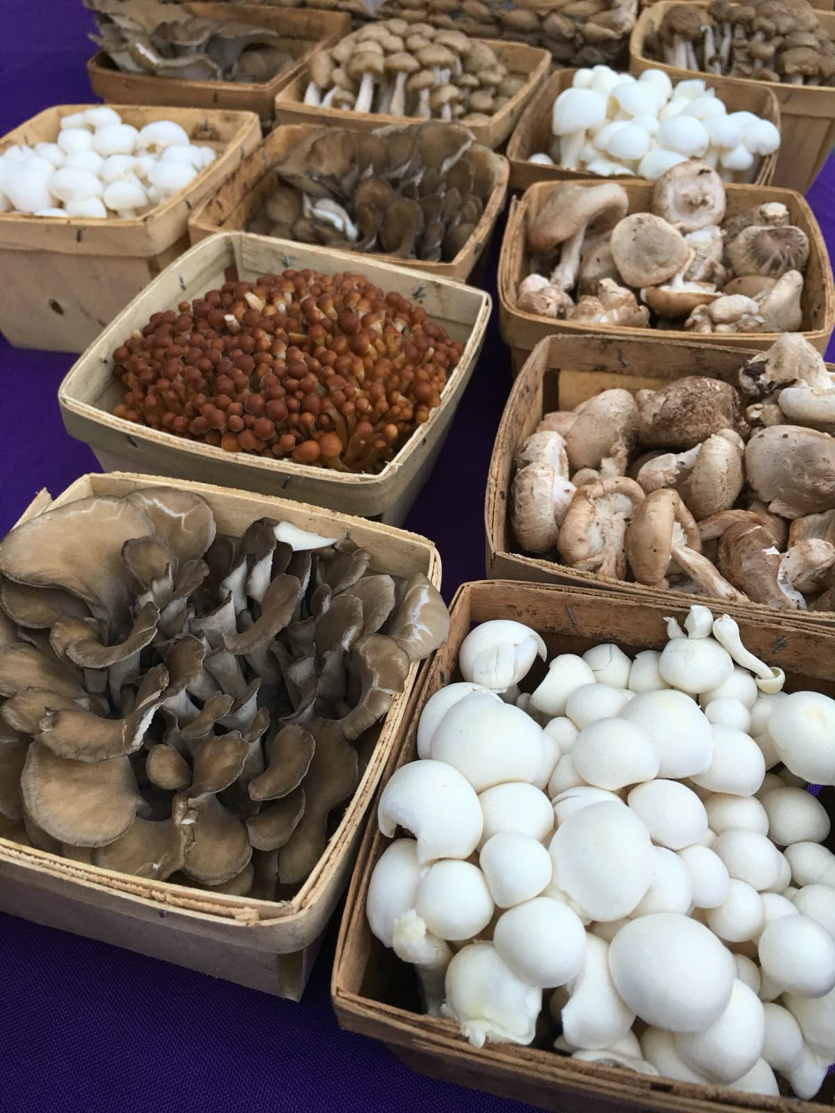 Punnets of oyster, shimeji, enoki and button mushrooms packed and ready for the morning delivery run